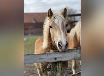 Haflinger / Avelignese, Stallone, 1 Anno, 148 cm, Sauro