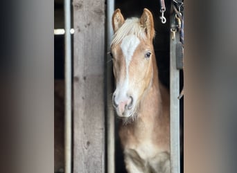 Haflinger / Avelignese, Stallone, 1 Anno, 148 cm, Sauro