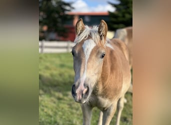 Haflinger / Avelignese, Stallone, 1 Anno, 148 cm, Sauro