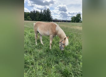 Haflinger / Avelignese, Stallone, 1 Anno, 150 cm