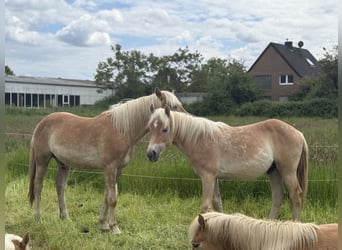 Haflinger / Avelignese, Stallone, 1 Anno, 150 cm, Sauro