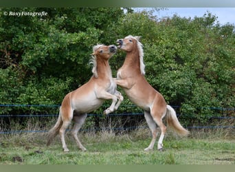 Haflinger / Avelignese, Stallone, 1 Anno, 150 cm, Sauro