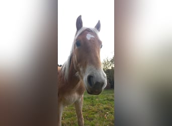 Haflinger / Avelignese, Stallone, 1 Anno, 150 cm, Sauro