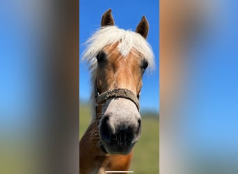 Haflinger / Avelignese, Stallone, 1 Anno