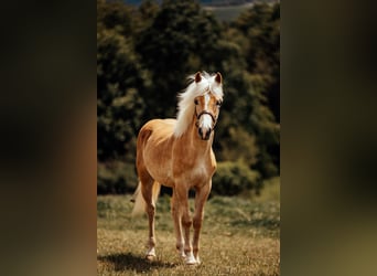 Haflinger / Avelignese, Stallone, 1 Anno
