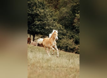 Haflinger / Avelignese, Stallone, 1 Anno