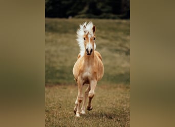 Haflinger / Avelignese, Stallone, 1 Anno