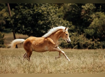 Haflinger / Avelignese, Stallone, 1 Anno