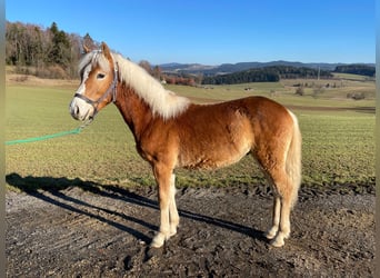 Haflinger / Avelignese, Stallone, 1 Anno