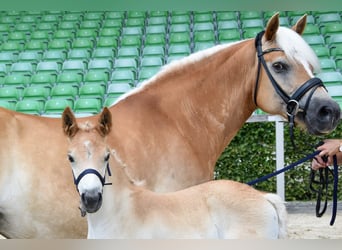Haflinger / Avelignese, Stallone, 1 Anno, Sauro