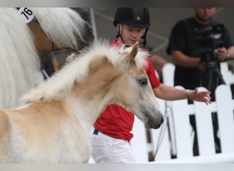 Haflinger / Avelignese, Stallone, 1 Anno, Sauro