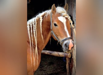 Haflinger / Avelignese, Stallone, 20 Anni, 149 cm
