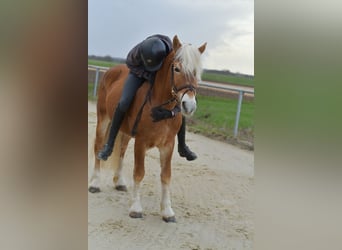 Haflinger / Avelignese, Stallone, 22 Anni, 140 cm, Palomino