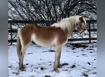 Haflinger / Avelignese, Stallone, 2 Anni, 140 cm, Palomino