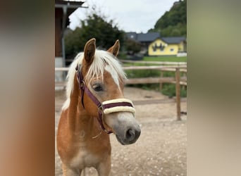 Haflinger / Avelignese, Stallone, 2 Anni, 140 cm, Sauro