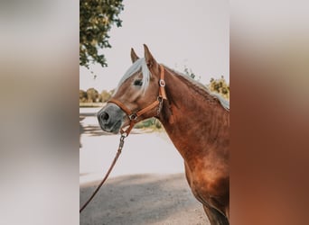 Haflinger / Avelignese, Stallone, 2 Anni, 146 cm, Sauro scuro