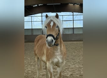 Haflinger / Avelignese, Stallone, 2 Anni, 148 cm, Sauro