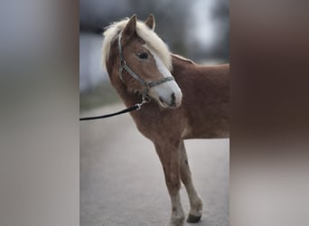Haflinger / Avelignese, Stallone, 2 Anni, 149 cm