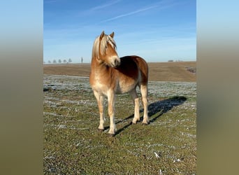Haflinger / Avelignese, Stallone, 2 Anni, 149 cm, Sauro