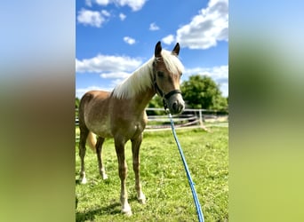 Haflinger / Avelignese, Stallone, 2 Anni, 150 cm, Sauro