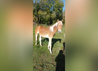 Haflinger / Avelignese, Stallone, 2 Anni, 150 cm, Sauro