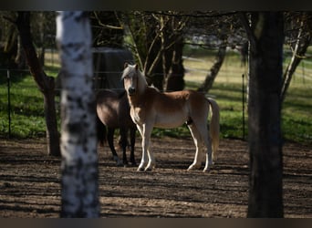 Haflinger / Avelignese, Stallone, 2 Anni, 151 cm, Sauro