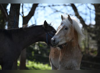 Haflinger / Avelignese, Stallone, 2 Anni, 151 cm, Sauro