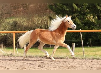 Haflinger / Avelignese, Stallone, 2 Anni, Sauro