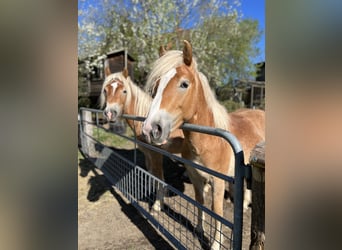 Haflinger / Avelignese, Stallone, 3 Anni, 146 cm, Sauro