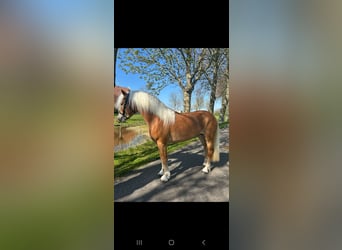 Haflinger / Avelignese, Stallone, 3 Anni, 147 cm, Sauro