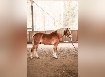 Haflinger / Avelignese, Stallone, 3 Anni, 148 cm, Sauro