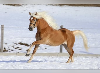 Haflinger / Avelignese, Stallone, 3 Anni, 150 cm, Sauro