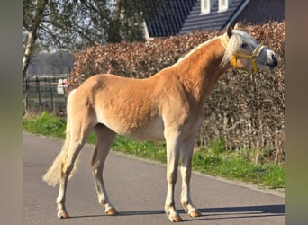 Haflinger / Avelignese, Stallone, 3 Anni, 155 cm, Palomino