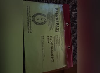 Haflinger / Avelignese, Stallone, 3 Anni