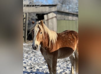 Haflinger / Avelignese, Stallone, 3 Anni, Sauro