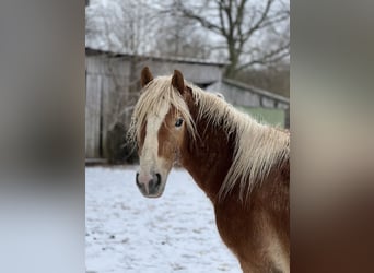 Haflinger / Avelignese, Stallone, 3 Anni, Sauro