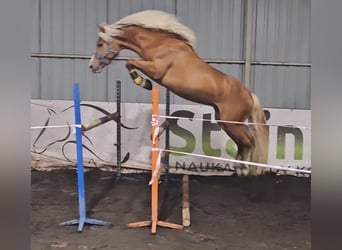 Haflinger / Avelignese, Stallone, 4 Anni, 142 cm, Sauro