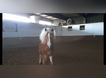 Haflinger / Avelignese, Stallone, 4 Anni, 149 cm, Sauro