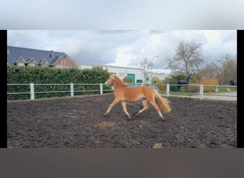 Haflinger / Avelignese, Stallone, 4 Anni, 155 cm, Sauro