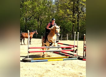 Haflinger / Avelignese, Stallone, 7 Anni, 148 cm, Sauro