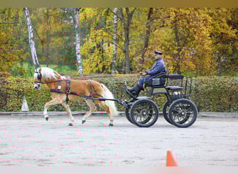 Haflinger / Avelignese, Stallone, 7 Anni, 153 cm, Sauro