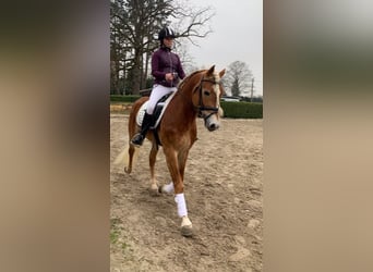 Haflinger / Avelignese, Stallone, 7 Anni, 156 cm, Sauro ciliegia