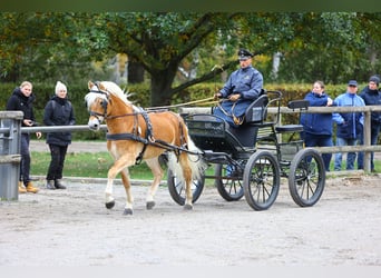 Haflinger / Avelignese, Stallone, 8 Anni, 153 cm, Sauro