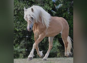 Haflinger / Avelignese, Stallone, 17 Anni, 152 cm