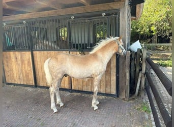 Haflinger / Avelignese, Stallone, Puledri (01/2026), 130 cm, Sauro