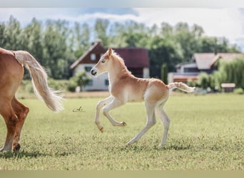 Haflinger / Avelignese, Stallone, Puledri (05/2026), 148 cm, Sauro
