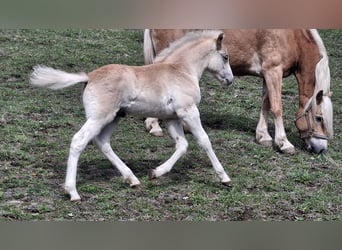 Haflinger / Avelignese, Stallone, Puledri (02/2026), 150 cm