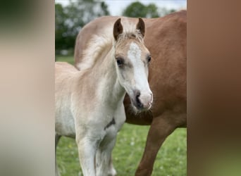 Haflinger / Avelignese, Stallone, Puledri (03/2026), 150 cm