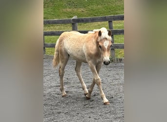 Haflinger / Avelignese, Stallone, Puledri (03/2026), 152 cm