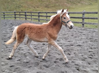 Haflinger / Avelignese, Stallone, Puledri (03/2026), 152 cm